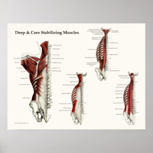 Deep & Core Stabilising Muscles Anatomy Poster