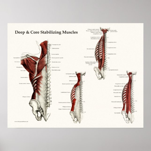 Deep & Core Stabilising Muscles Anatomy Poster (Front)
