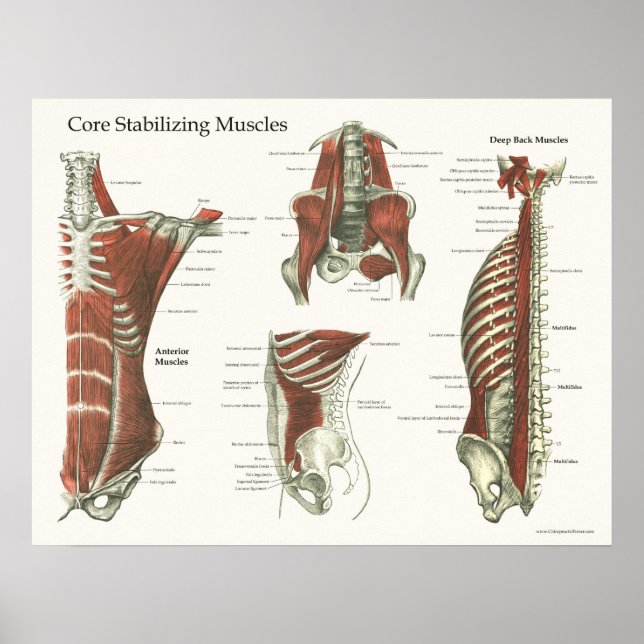 Deep & Core Stabilising Muscles Anatomy Poster #1 (Front)