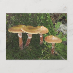Deep In The Woods Mushroom Postcard