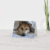 deep in thought cute dog thinking of you