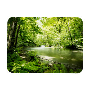 Deep Into the Forest Magnet
