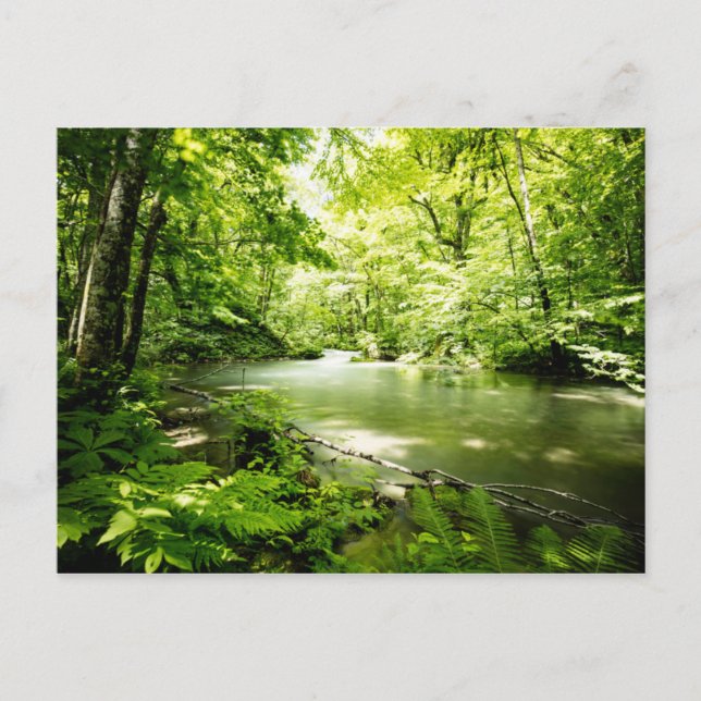 Deep Into the Forest Postcard (Front)