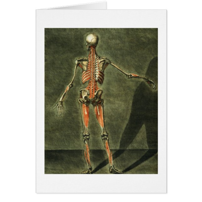Deep Muscular System of the Back of the Body, plat (Front)
