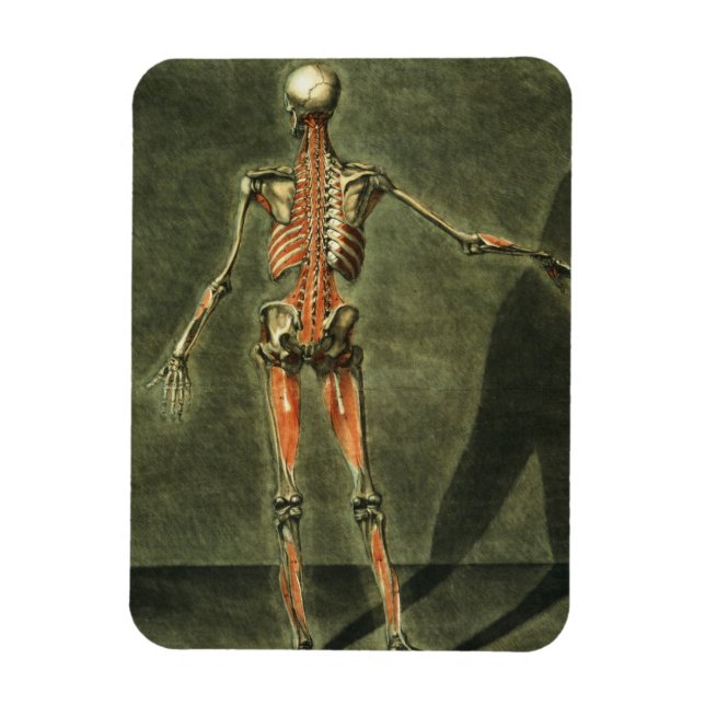 Deep Muscular System of the Back of the Body, plat Magnet (Vertical)