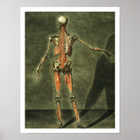 Deep Muscular System of the Back of the Body, plat