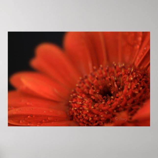 Deep Orange Gerbera Poster (Front)