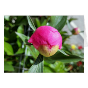 deep pink bud