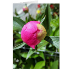 deep pink bud