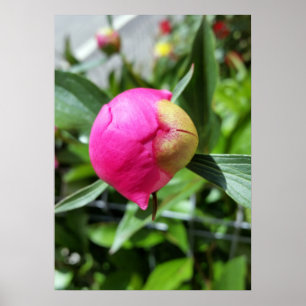 deep pink bud poster