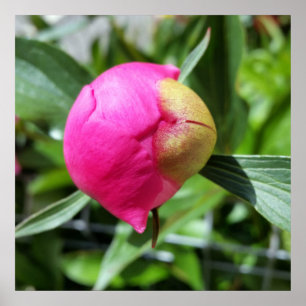 deep pink bud poster