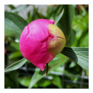 deep pink bud poster