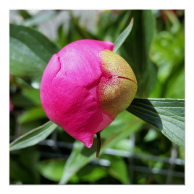 deep pink bud poster (Front)