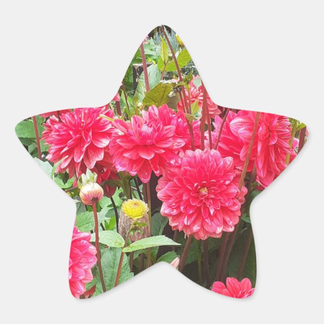 Deep Pink Dahlias Sticker (Front)