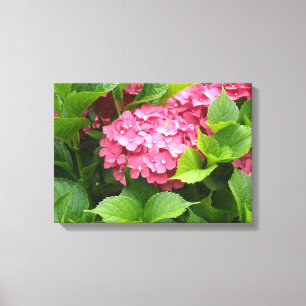 Deep Pink Hydrangea Bloom Canvas Print