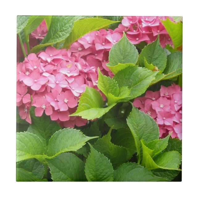 Deep Pink Hydrangeas Tile (Front)