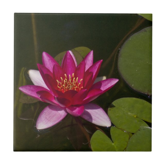 DEEP PINK LOTUS BLOSSOM AND LILY PADS IN POND TILE (Front)