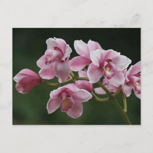 deep pink orchid postcard