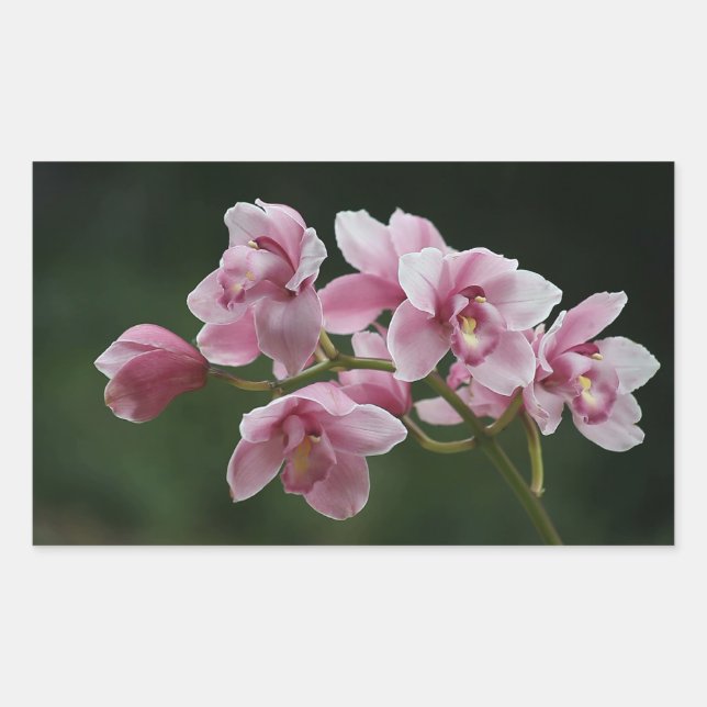 deep pink orchid rectangle sticker (Front)