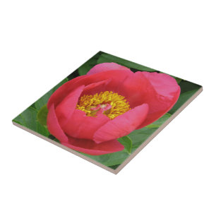 "DEEP PINK PEONY WITH GOLD CENTER" TILE