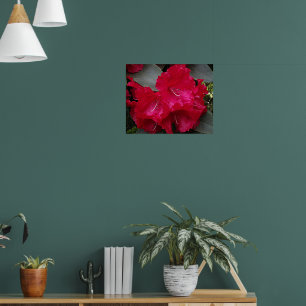 Deep Pink Rhododendron Bloom Floral Photographic Poster