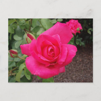 Deep pink rose postcard