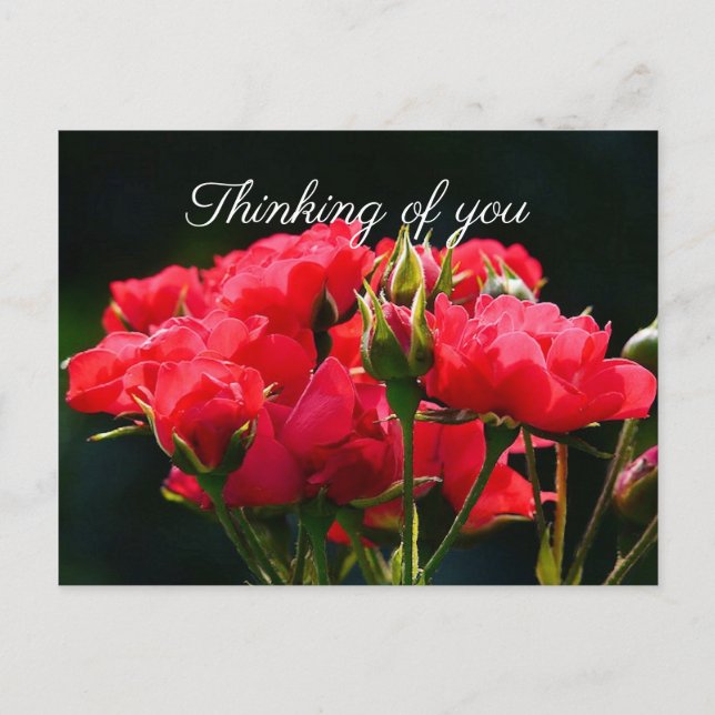 Deep Pink Roses, "Thinking of You" Postcard (Front)