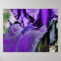 Deep Purple Bearded Iris Flower Petal
