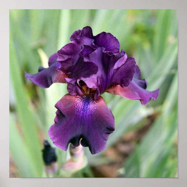 Deep Purple Bearded Iris Flower  Poster (Front)