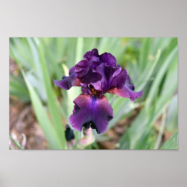 Deep Purple Bearded Iris Flower  Poster (Front)