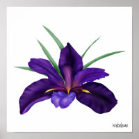 Deep Purple Bog Water Iris Illustration