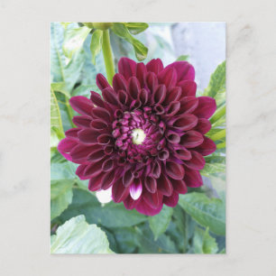 Deep Purple Dahlia Flower Postcard