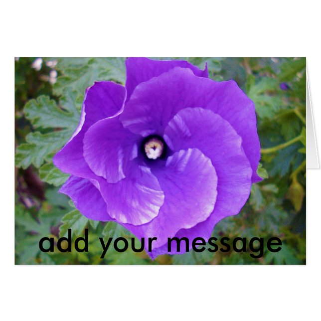 Deep Purple Hibiscus Flower, (Front Horizontal)