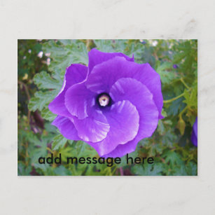 Deep Purple Hibiscus Flower, Postcard