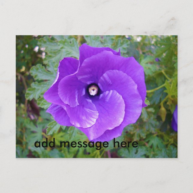 Deep Purple Hibiscus Flower, Postcard (Front)