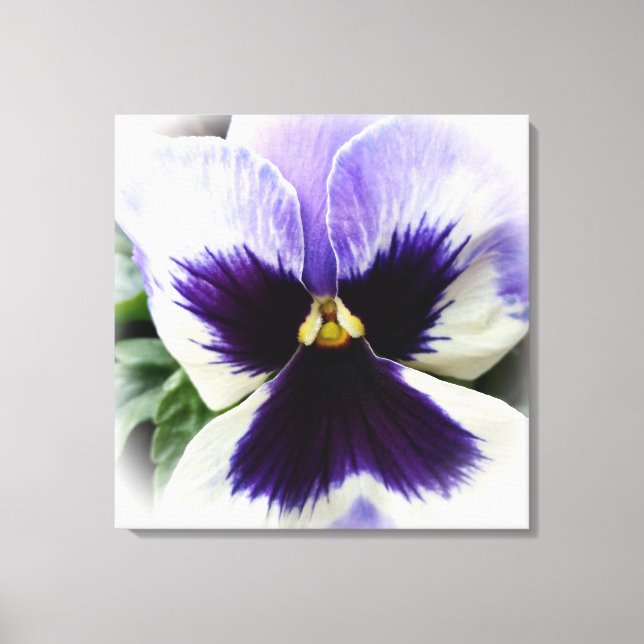 deep purple on white pansy canvas print (Front)