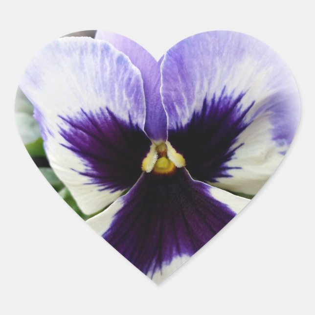 deep purple on white pansy heart sticker (Front)