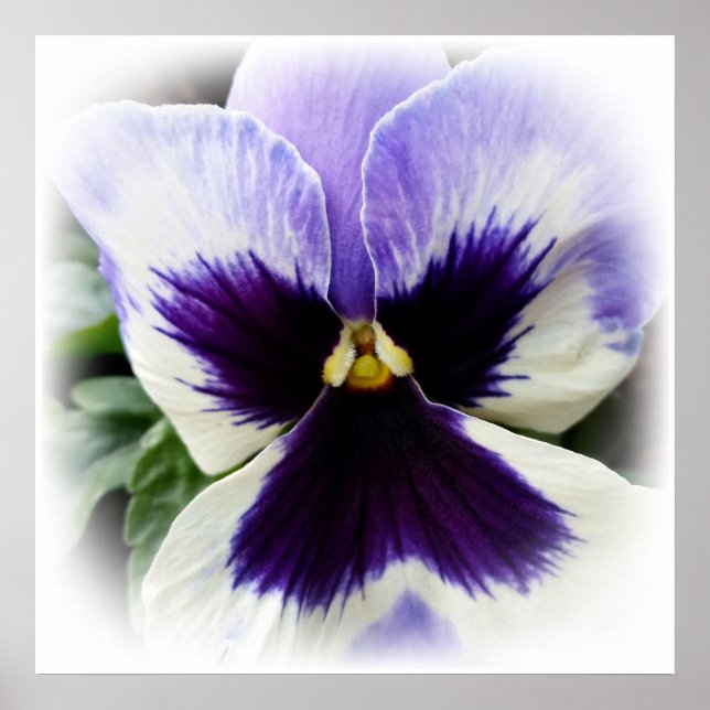 deep purple on white pansy poster (Front)