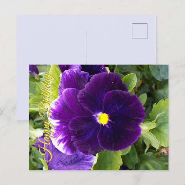 Deep_Purple_Pansy,_Birthday Postcard (Front/Back)