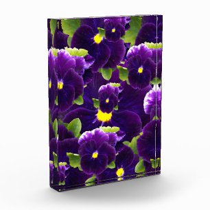 Deep Purple Pansy Bushes, Photo Block