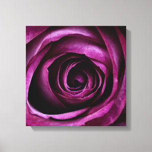 Deep Purple Rose Canvas Print
