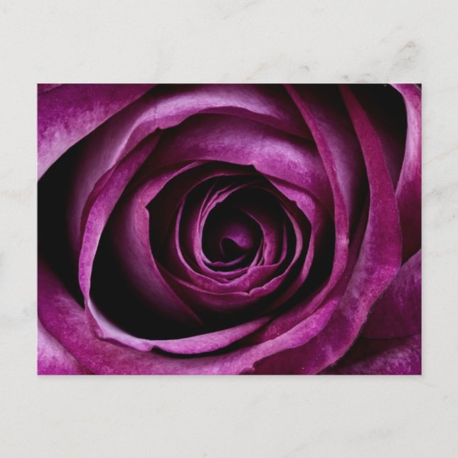 Deep Purple Rose Postcard (Front)
