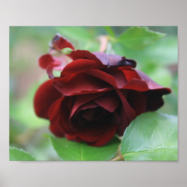 Deep Red Delicate Rose Poster (Front)