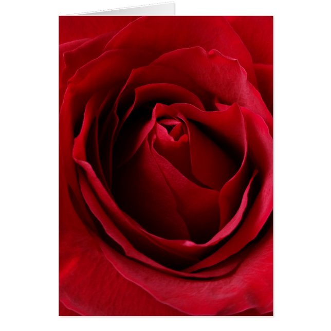 deep red rose (Front)