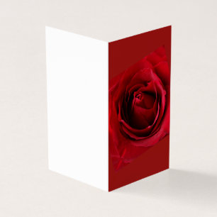 deep red rose