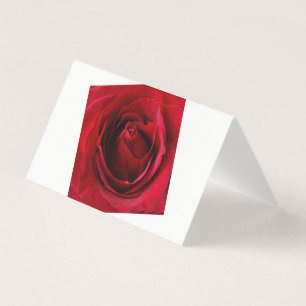 deep red rose