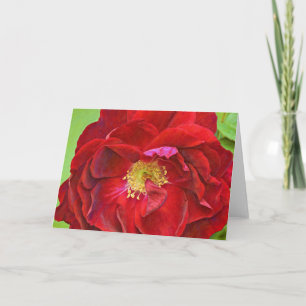 Deep Red Rose Art Note Card
