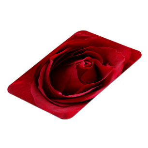 deep red rose magnet