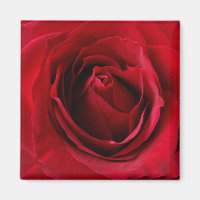 deep red rose