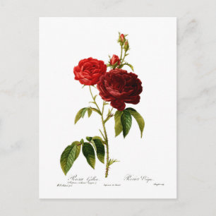 Deep red vintage roses painting postcard